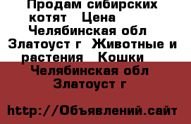 Продам сибирских котят › Цена ­ 300 - Челябинская обл., Златоуст г. Животные и растения » Кошки   . Челябинская обл.,Златоуст г.